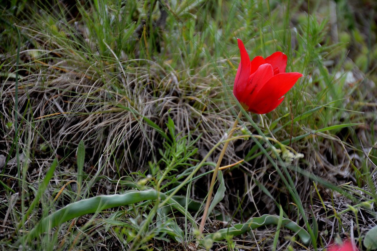 Turkija, Gümüşhane, Süleymaniye, Spyruoklė, Anemon Manisa, Raudona, Gėlių, Anemone, Nemokamos Nuotraukos,  Nemokama Licenzija