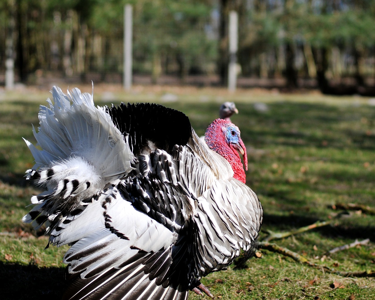 Turkija, Gyvūnas, Laukiniai, Zoologijos Sodas, Balmy Bruck, Žemutinė Saksonija, Nemokamos Nuotraukos,  Nemokama Licenzija