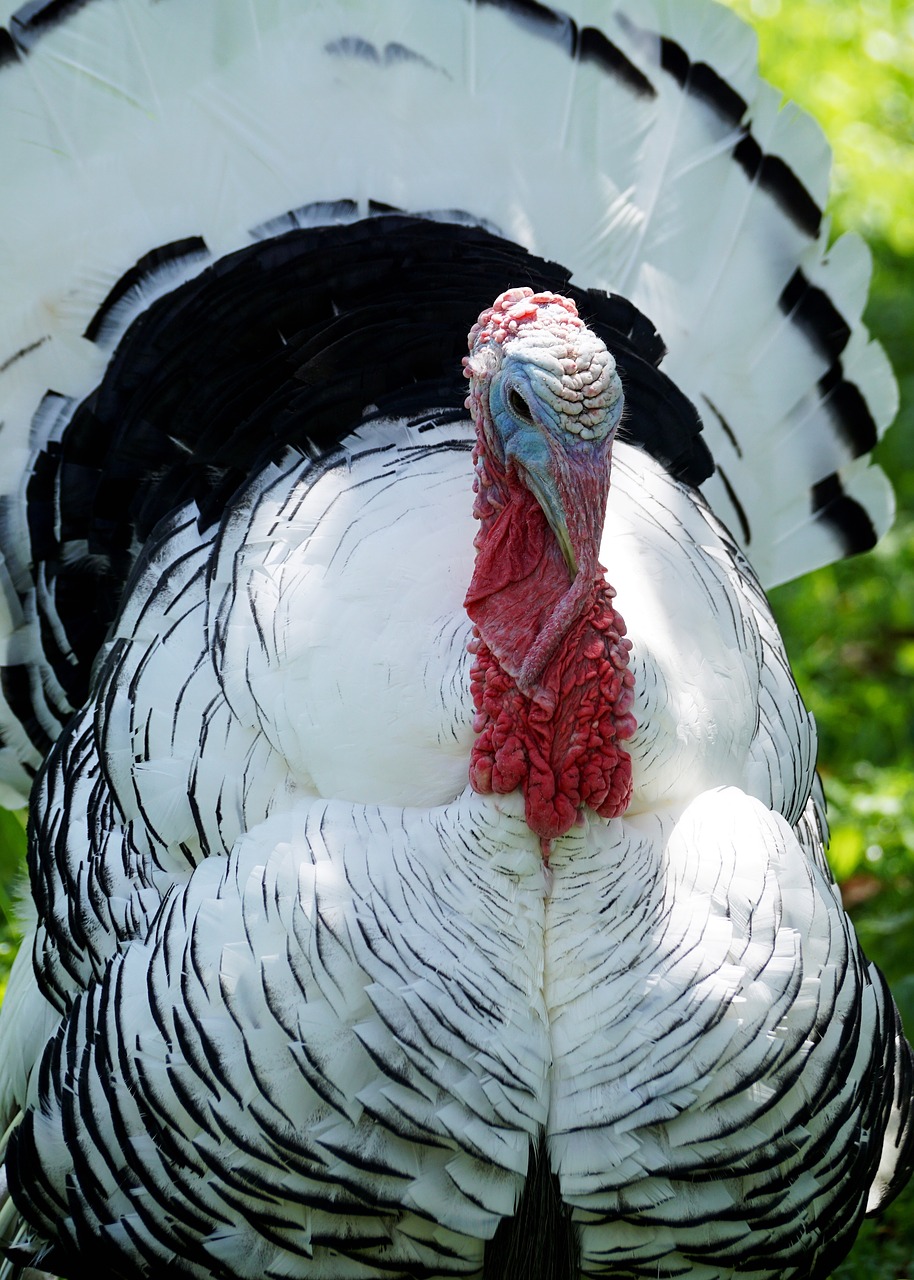 Turkija, Paukštis, Gyvūnų Pasaulis, Gyvūnas, Plumėjimas, Fazanas, Padaras, Laukinės Gamtos Fotografija, Sąskaitą, Plunksna