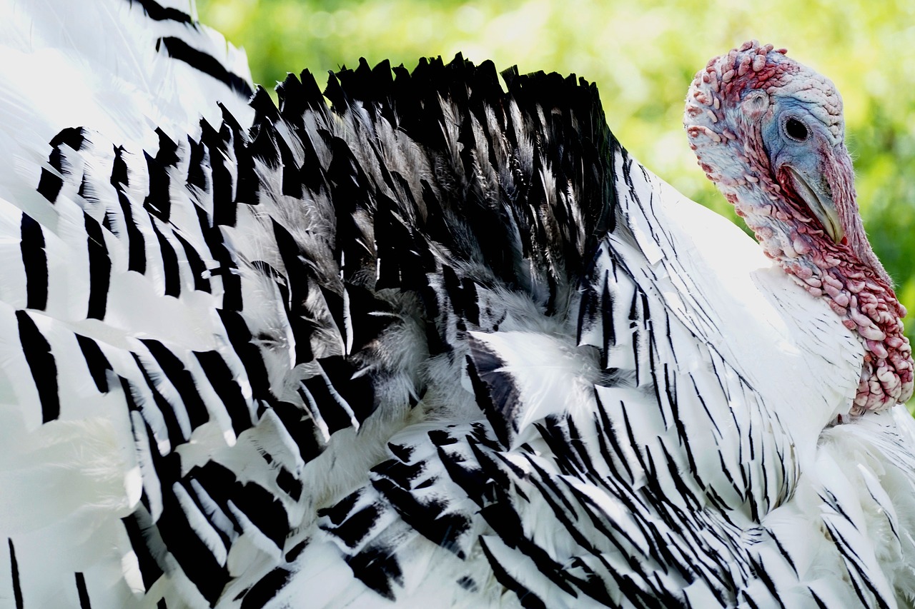 Turkija, Paukštis, Gyvūnų Pasaulis, Gyvūnas, Plumėjimas, Fazanas, Padaras, Laukinės Gamtos Fotografija, Sąskaitą, Plunksna