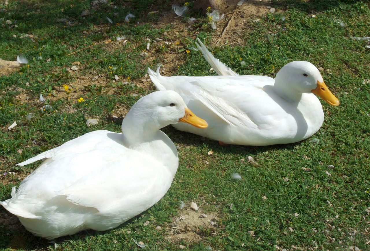 Turkija, Ankara, Antis, Žąsis, Balta, Žalias, Gulbė, Gulbės Parke, Parkas, Çankaya