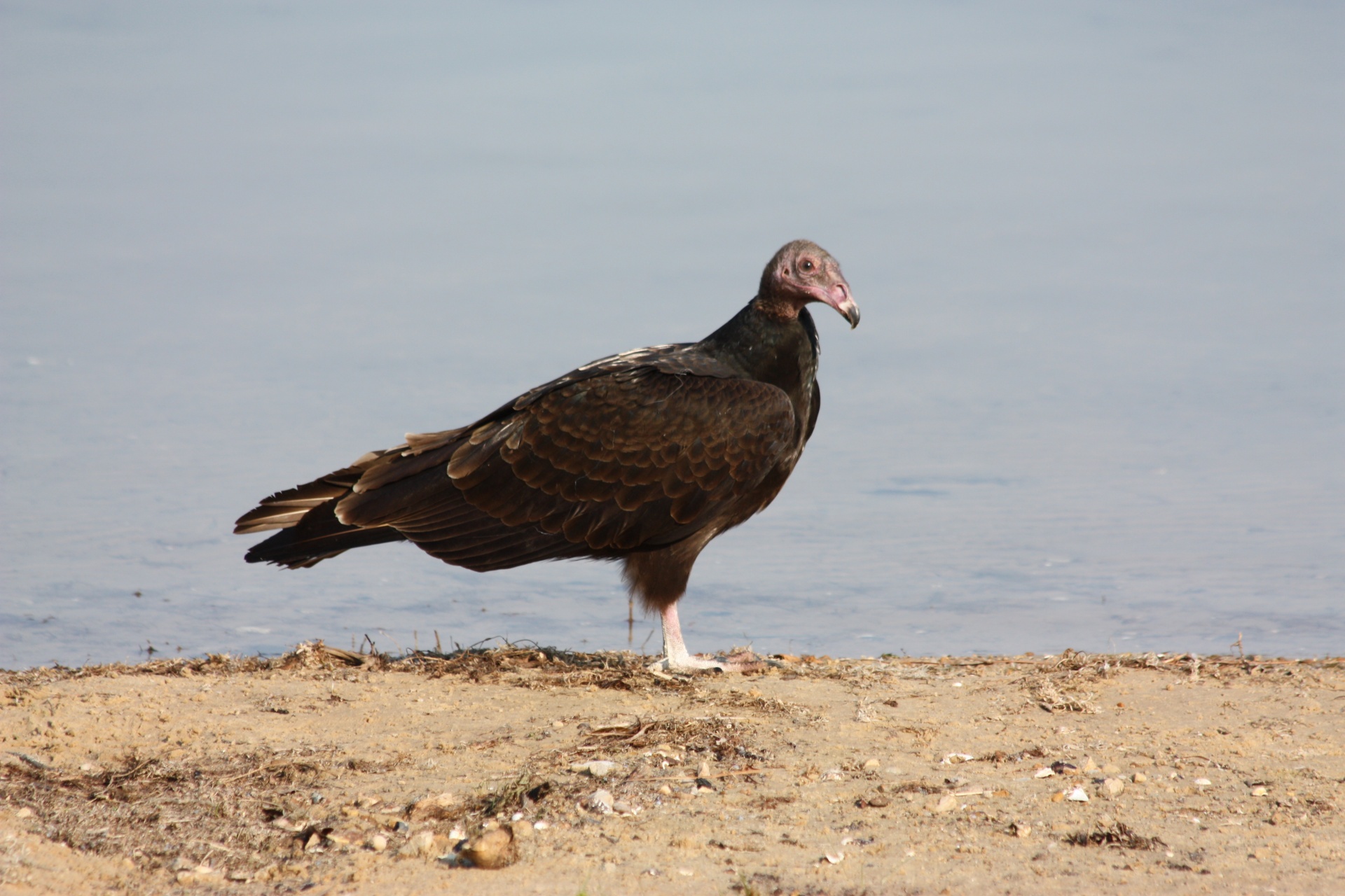 Gamta,  Laukinė Gamta,  Gyvūnai,  Paukščiai,  Buzzard,  Turkija & Nbsp,  Buzzard,  Nepilnametis,  Stovintis,  Krantas