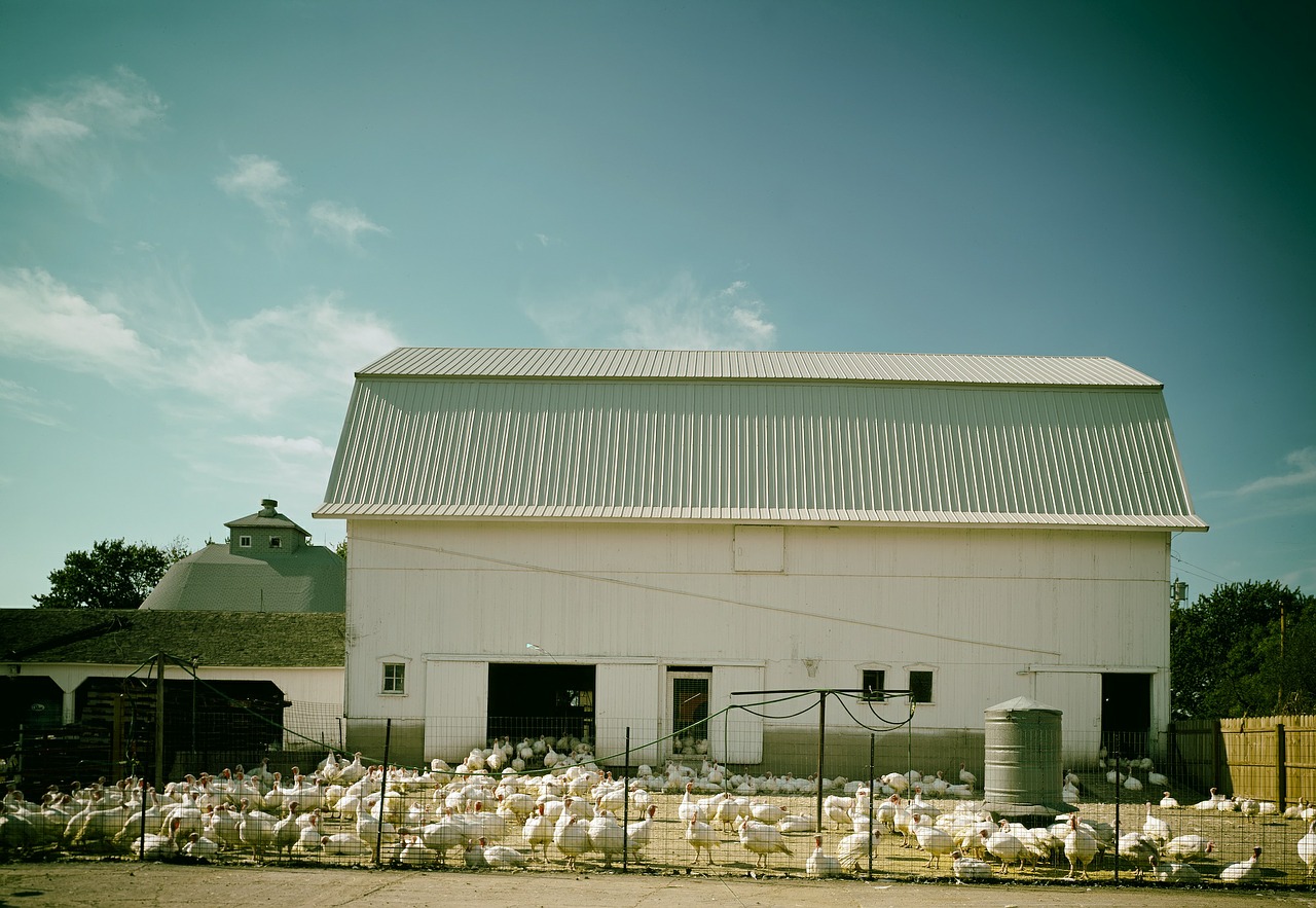 Turkijos Ūkis, Kalakutai, Ūkis, Illinois, Paukščiai, Kaimas, Dangus, Debesys, Tvartas, Feedlot