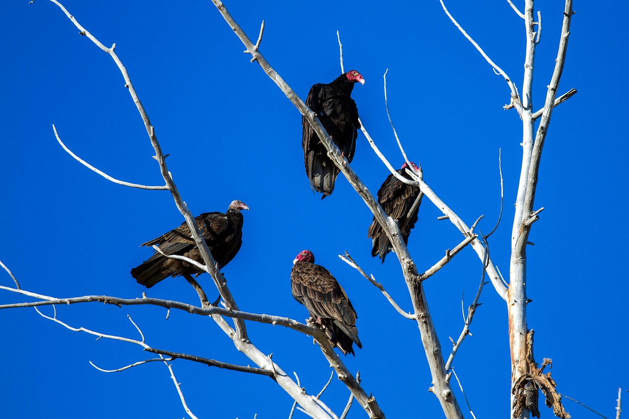 Turkijos Grifas, Raptoras, Sugadintojai, Paukštis, Grifas, Naujos Pasaulio Veislės, Nemokamos Nuotraukos,  Nemokama Licenzija