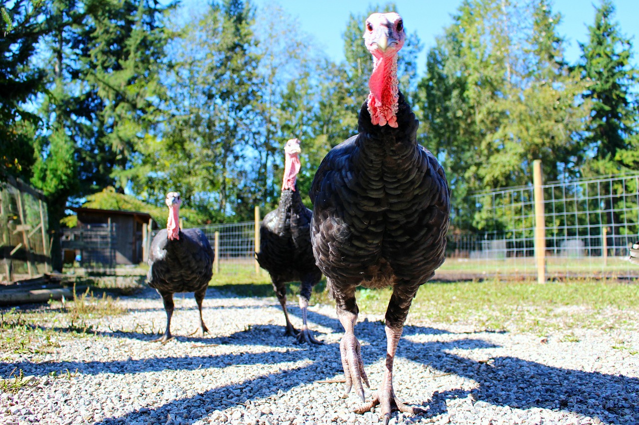 Kalakutai, Ūkis, Paukštis, Plunksna, Naminiai Paukščiai, Padėka, Gyvūnas, Fauna, Gyvuliai, Ūkininkavimas