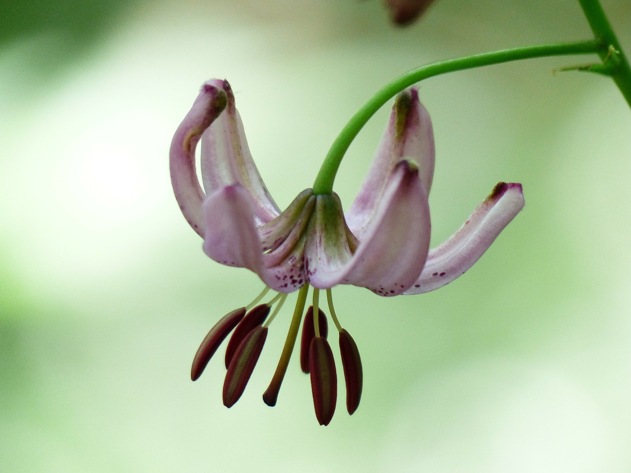 Turkų Dangtelis Lelija, Žiedas, Žydėti, Rožinis, Filigranas, Žiedynas, Lilium Martagon, Turkų Dangtelis, Lelijos Lelija, Lelija