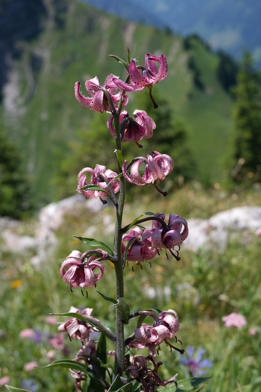 Turkų Dangtelis Lelija, Gėlė, Žiedas, Žydėti, Rožinis, Violetinė, Žiedynas, Lilium Martagon, Turkų Dangtelis, Lelijos Lelija