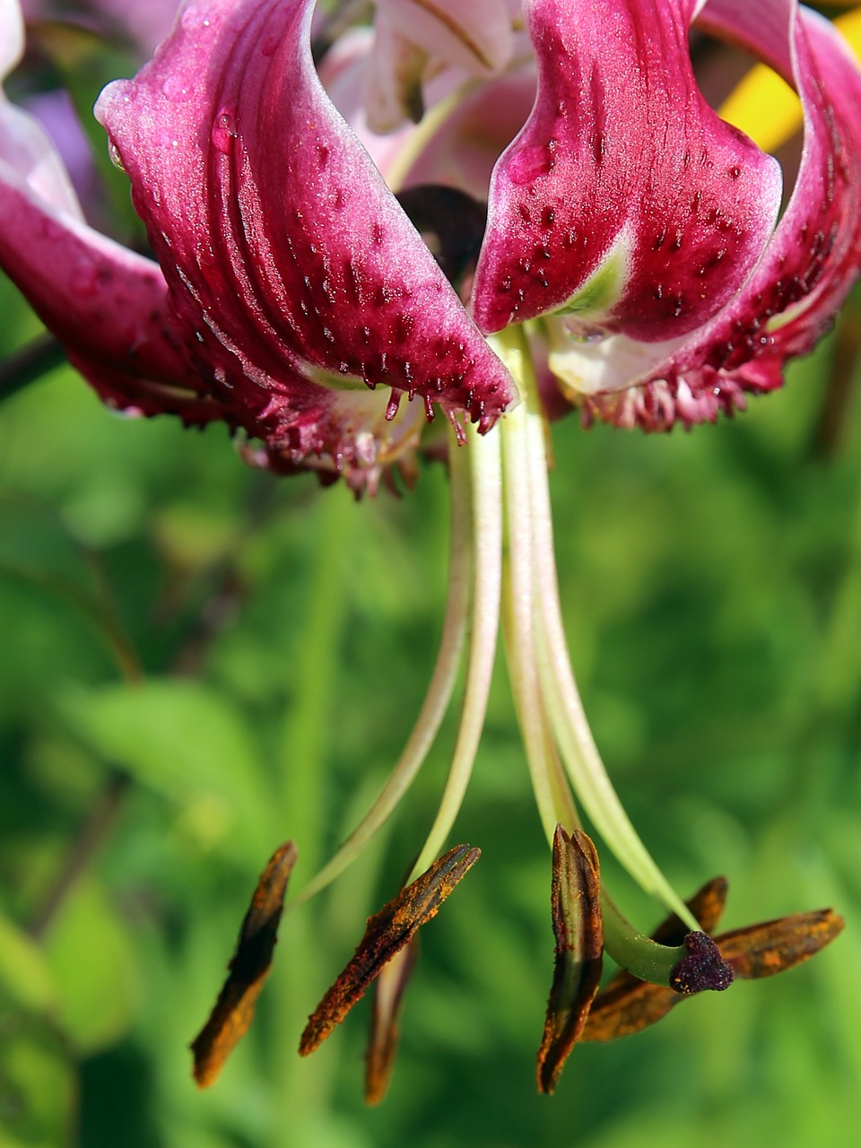 Turkų Dangtelis Lelija, Lilium Martagon, Turkų Dangtelis, Lelijos Lelija, Gėlė, Žiedas, Žydėti, Raudona, Augalas, Flora