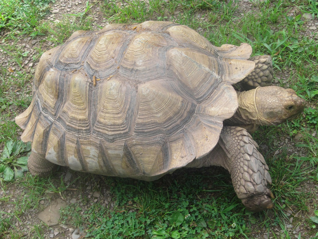 Vėžlys, Lukštas, Vėžliai, Lėtas, Gyvūnas, Laukinė Gamta, Laukiniai, Zoologija, Žinduolis, Rūšis