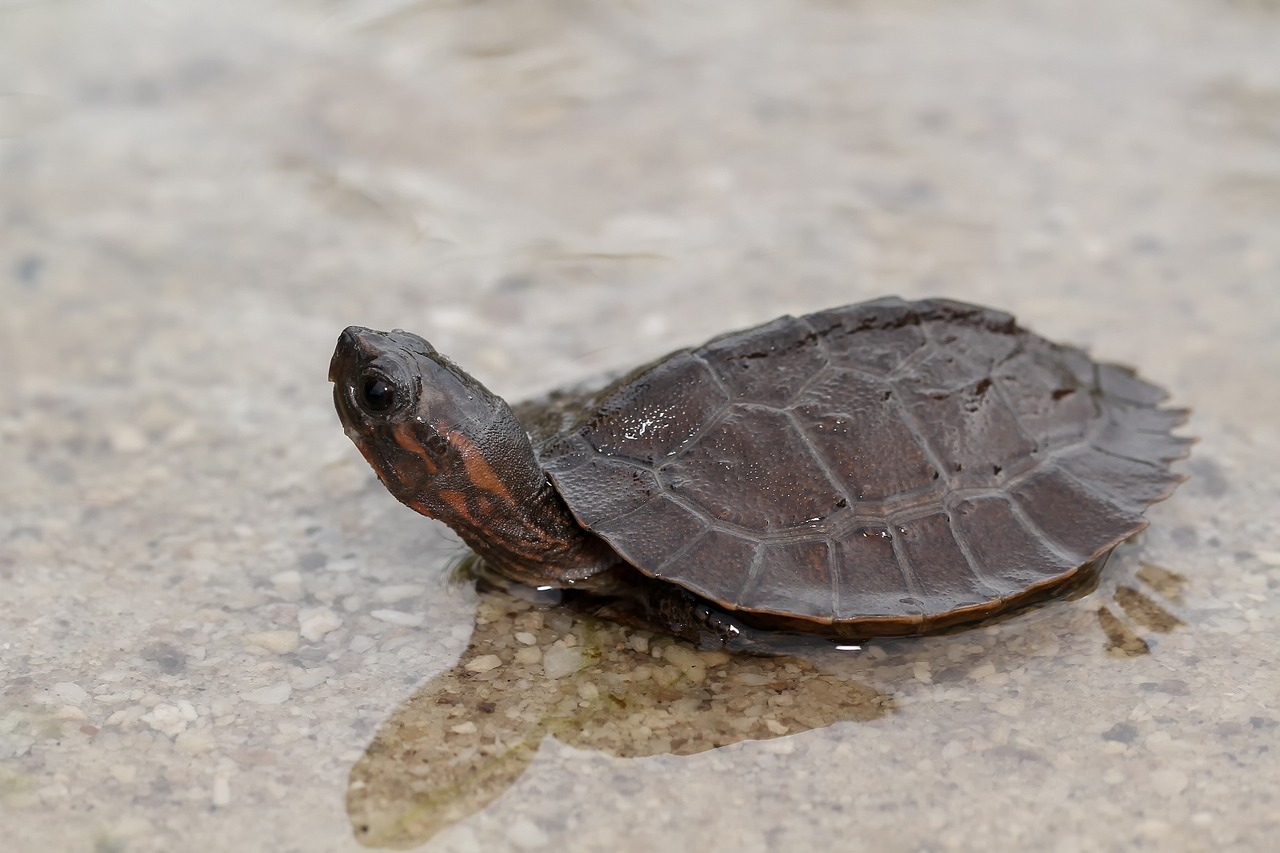 Vėžlys, Gyvūnas, Ropliai, Laukinė Gamta, Gamta, Jaunas, Nemokamos Nuotraukos,  Nemokama Licenzija