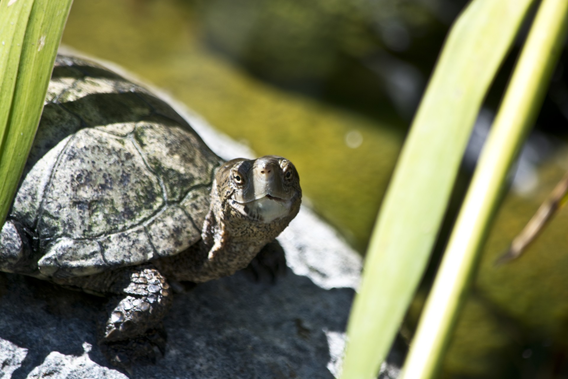 Vėžlys,  Gyvūnas,  Gamta,  Vėžlys, Nemokamos Nuotraukos,  Nemokama Licenzija