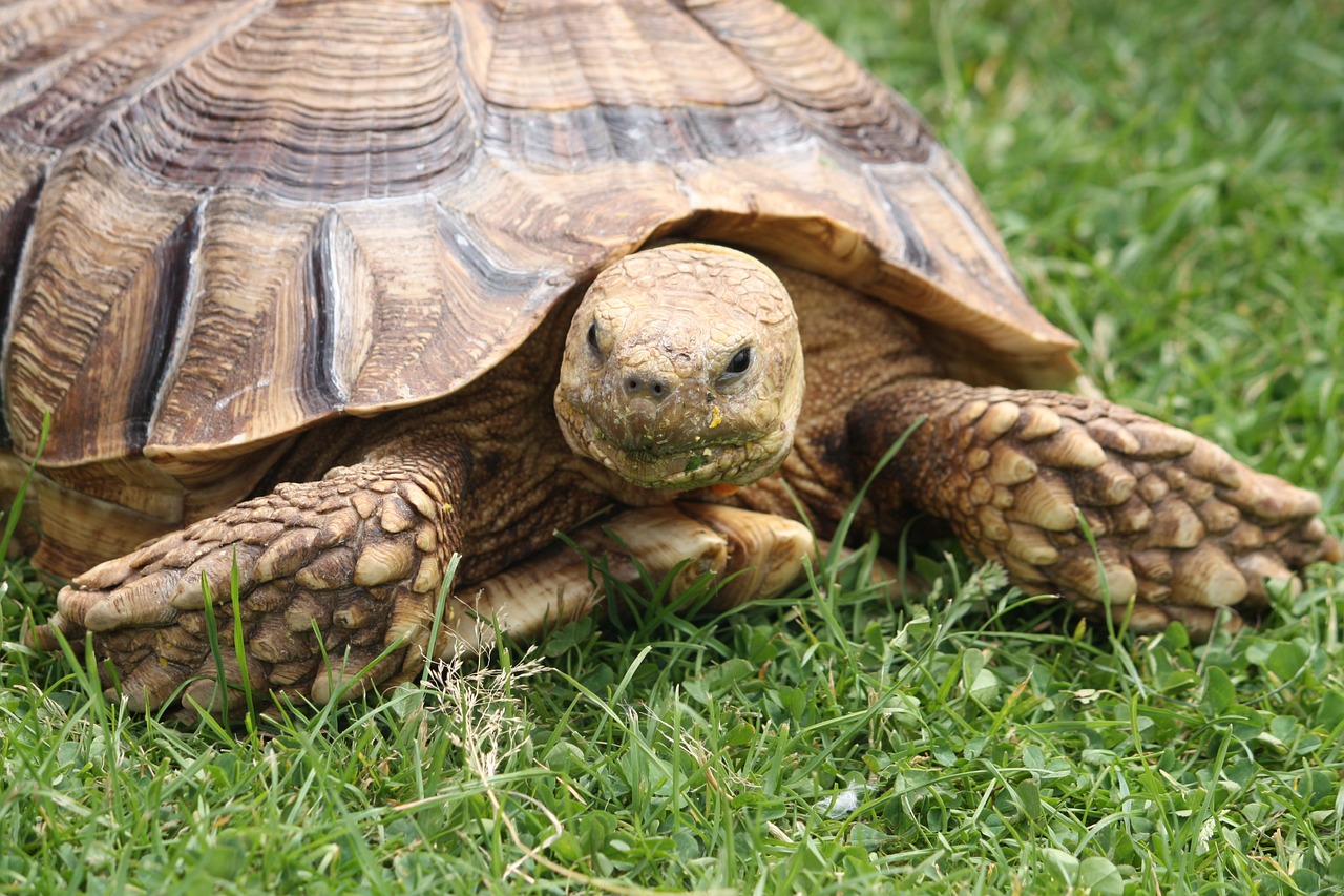 Vėžlys, Gamta, Ropliai, Laukinė Gamta, Vėžlys, Galva, Nemokamos Nuotraukos,  Nemokama Licenzija