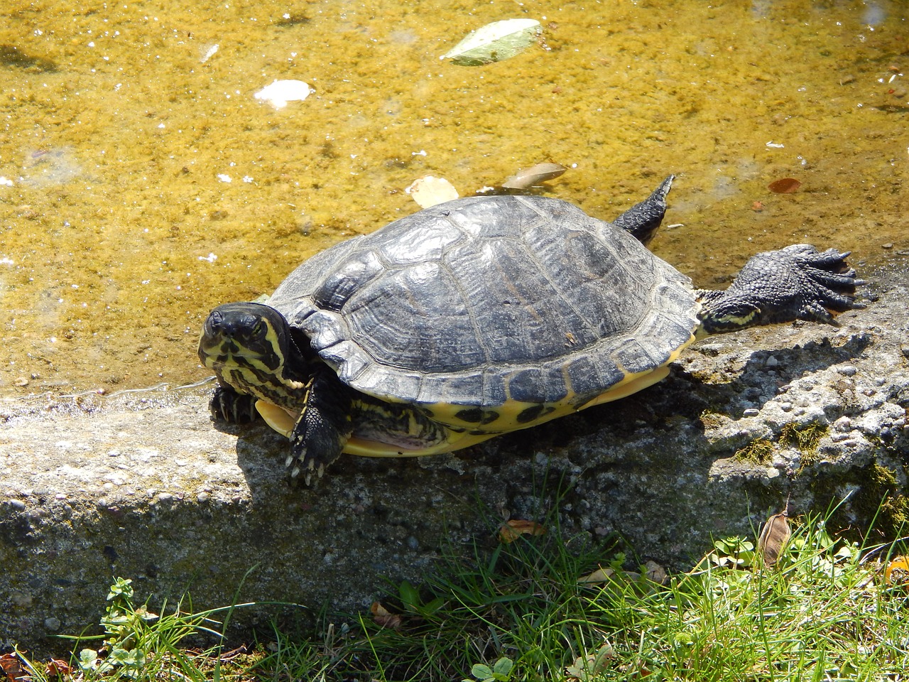 Vėžlys, Zoologijos Sodas, Vanduo, Gyvūnas, Nemokamos Nuotraukos,  Nemokama Licenzija