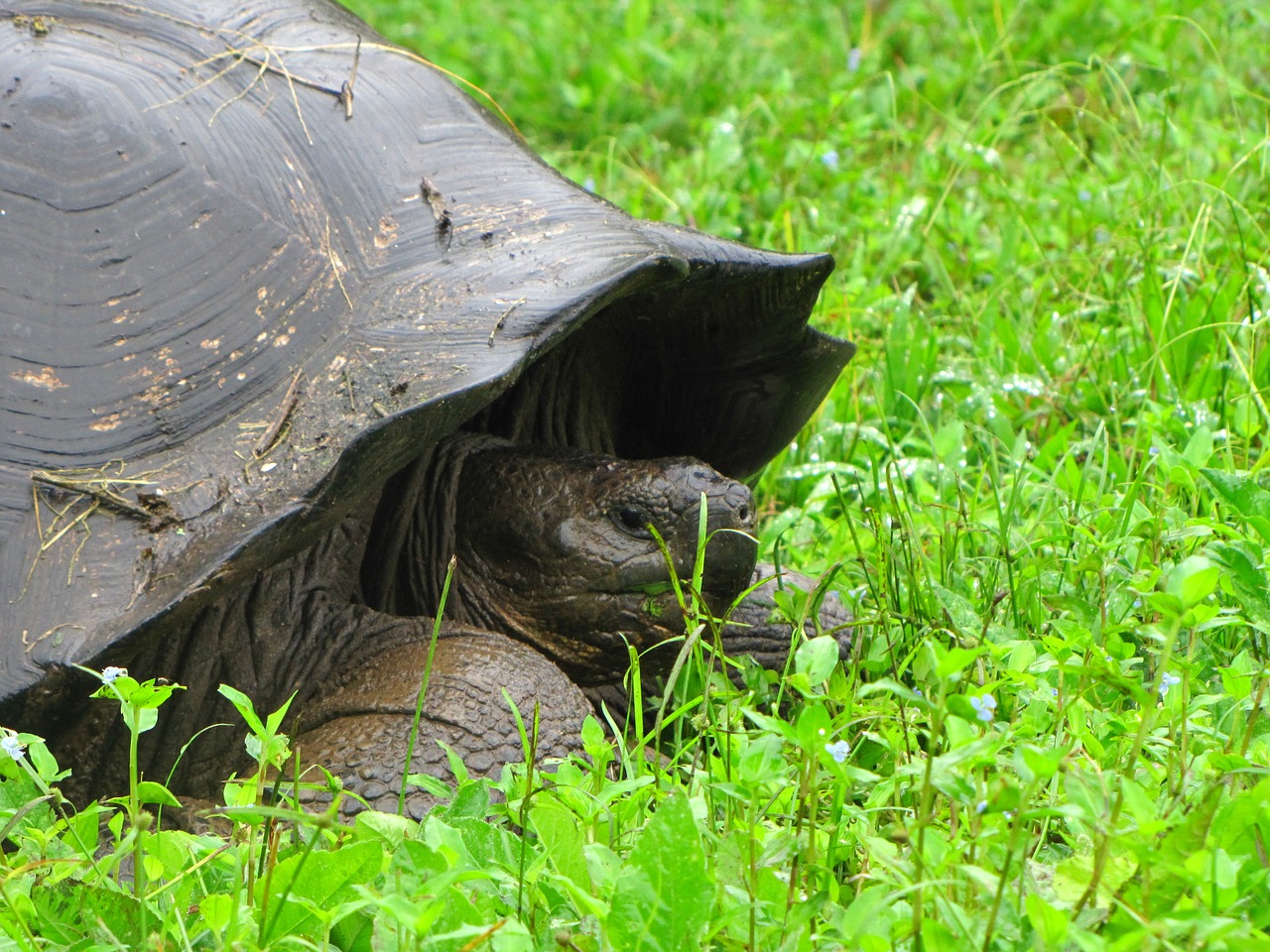 Vėžlys, Galapagų Sala, Gamta, Gyvūnai, Fauna, Nemokamos Nuotraukos,  Nemokama Licenzija