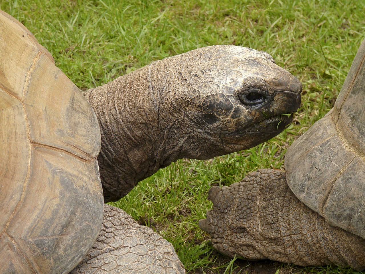 Vėžlys, Sausumos Stuburiniai Gyvūnai, Amnionas, Sauropsida, Milžinišką Vėžlį, Panzer, Ropliai, Vėžlys, Nemokamos Nuotraukos,  Nemokama Licenzija