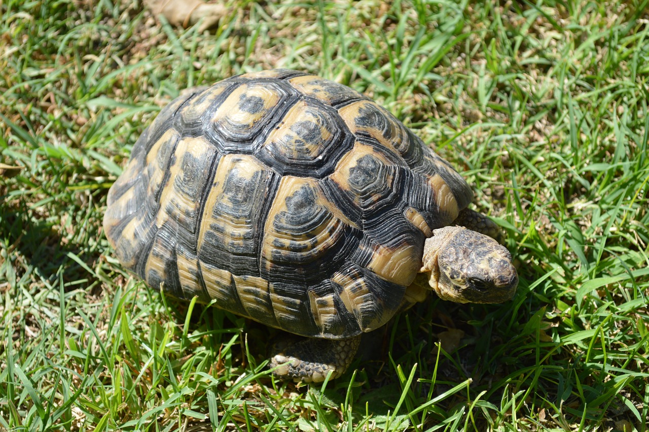 Vėžlys, Škotų Vėžlys, Graikų Vėžlys, Nemokamos Nuotraukos,  Nemokama Licenzija