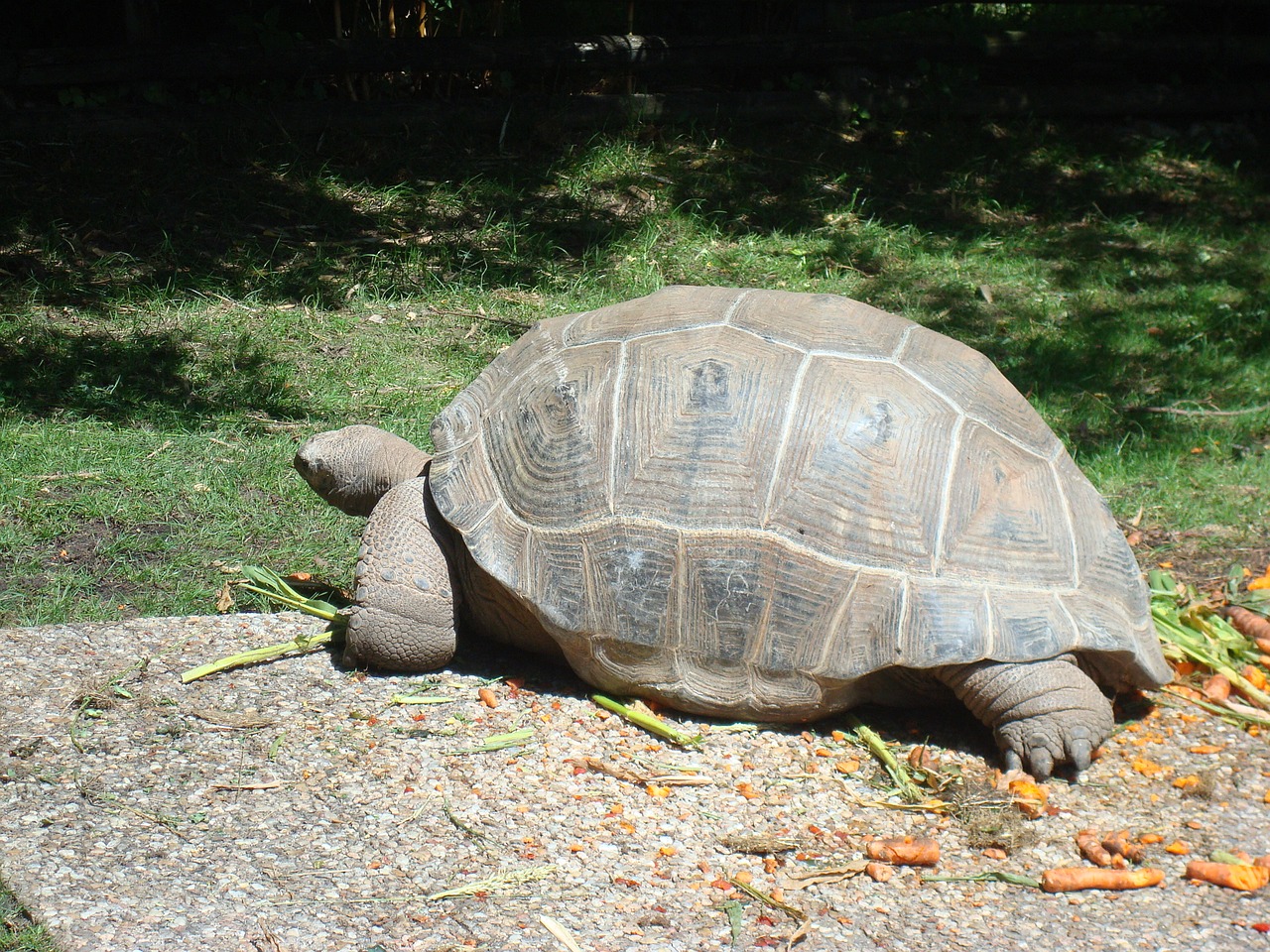 Vėžlys, Gyvūnas, Carapace, Gyvūnai, Milžinišką Vėžlį, Zoologijos Sodas, Nemokamos Nuotraukos,  Nemokama Licenzija