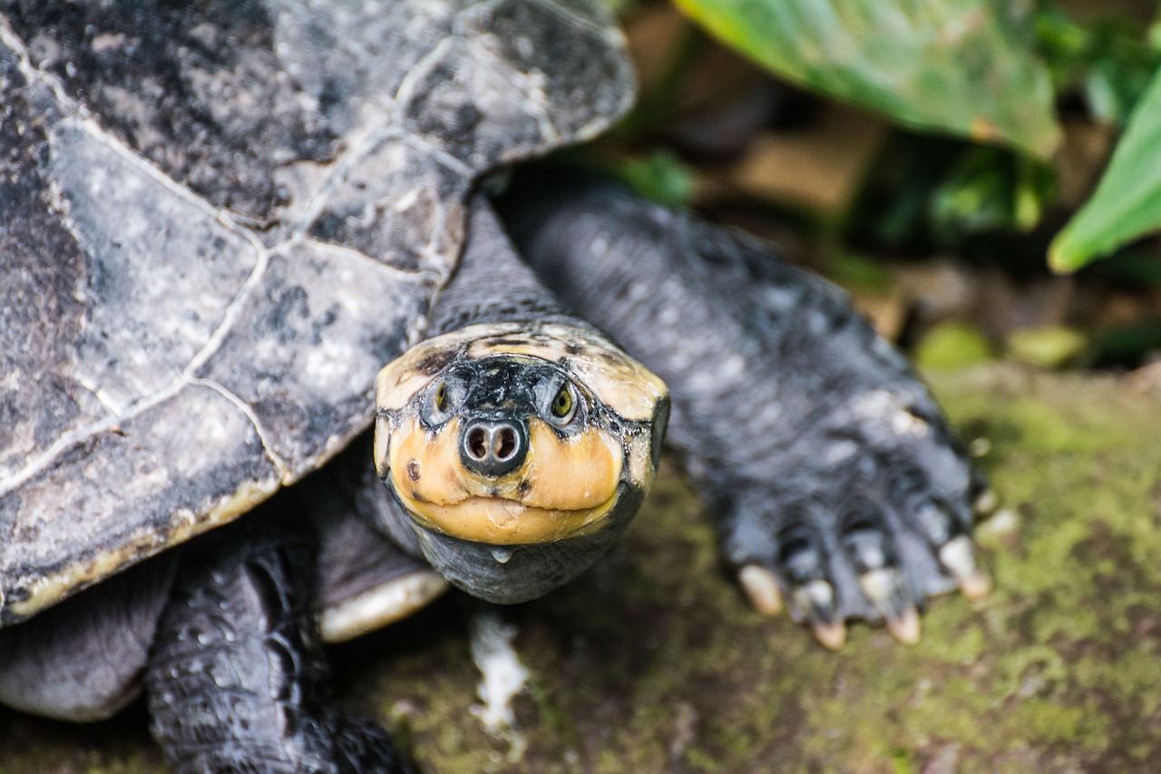 Vėžlys, Vanduo, Zoologijos Sodas, Vandens Vėžlys, Panzer, Vandens Tvarinys, Nemokamos Nuotraukos,  Nemokama Licenzija