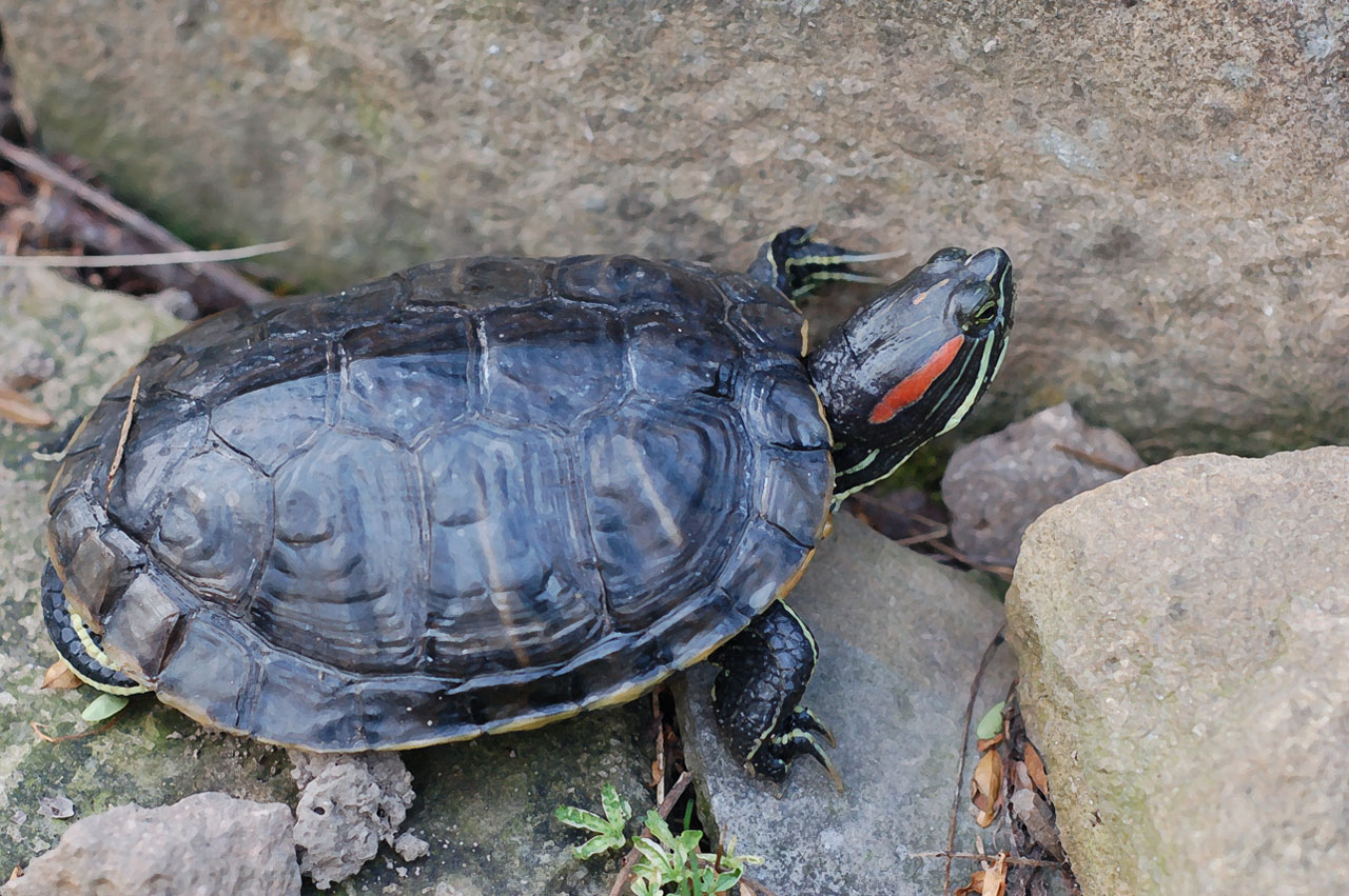 Черепахи минск. Красноухая черепаха. Черепахи в Хиккадуве. Авито красноухие Черепашки. Черепаха под Питером.
