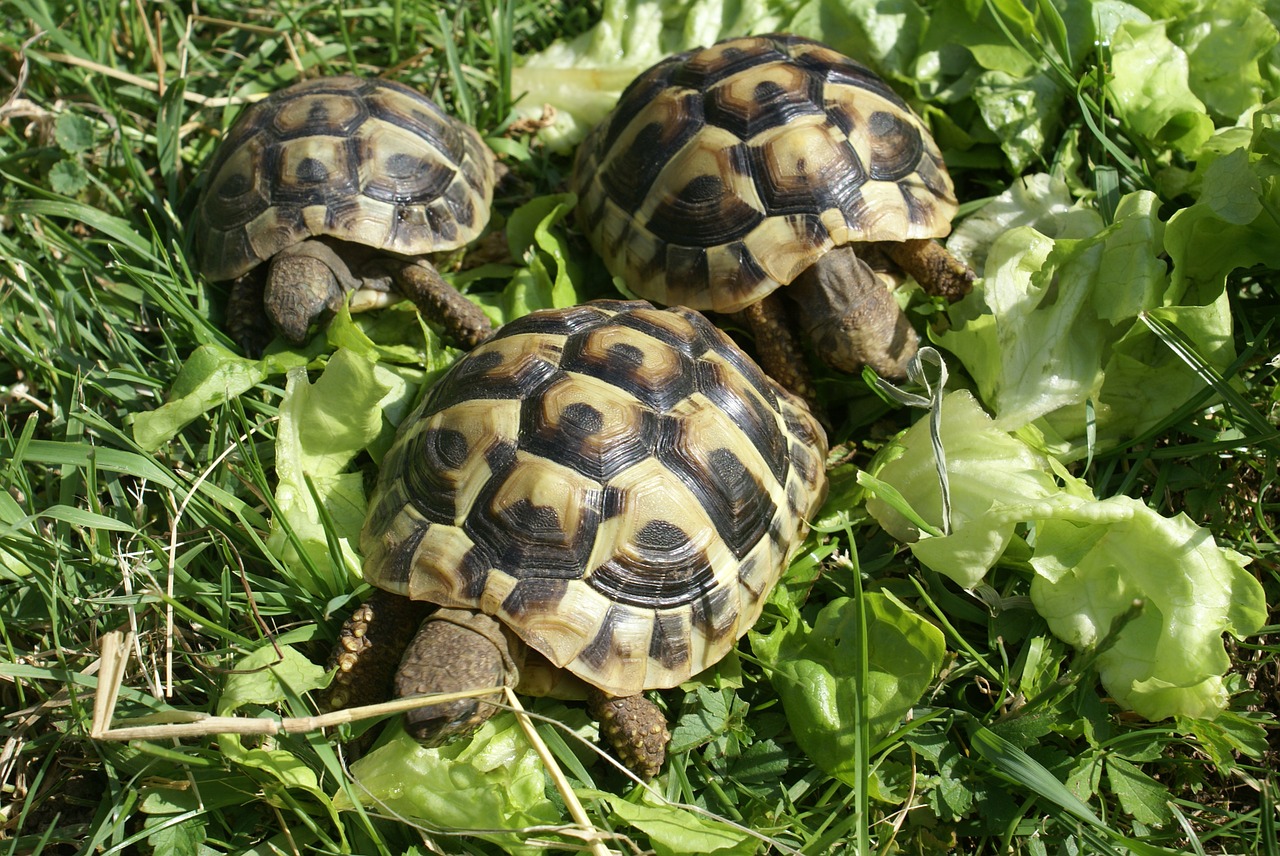 Vėžlys, Graikiniai Vėžliai, Vėžliai, Gyvūnas, Zoologijos Sodas, Gyvūnai, 250 Metų, Žolė, Nemokamos Nuotraukos,  Nemokama Licenzija