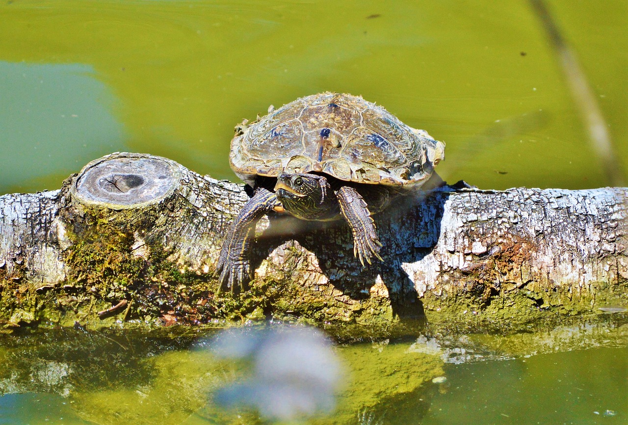 Vėžlys, Vandens Vėžlys, Ropliai, Vėžlys, Gyvūnas, Vanduo, Ant Vandens, Žurnalas, Tvenkinys, Gamta