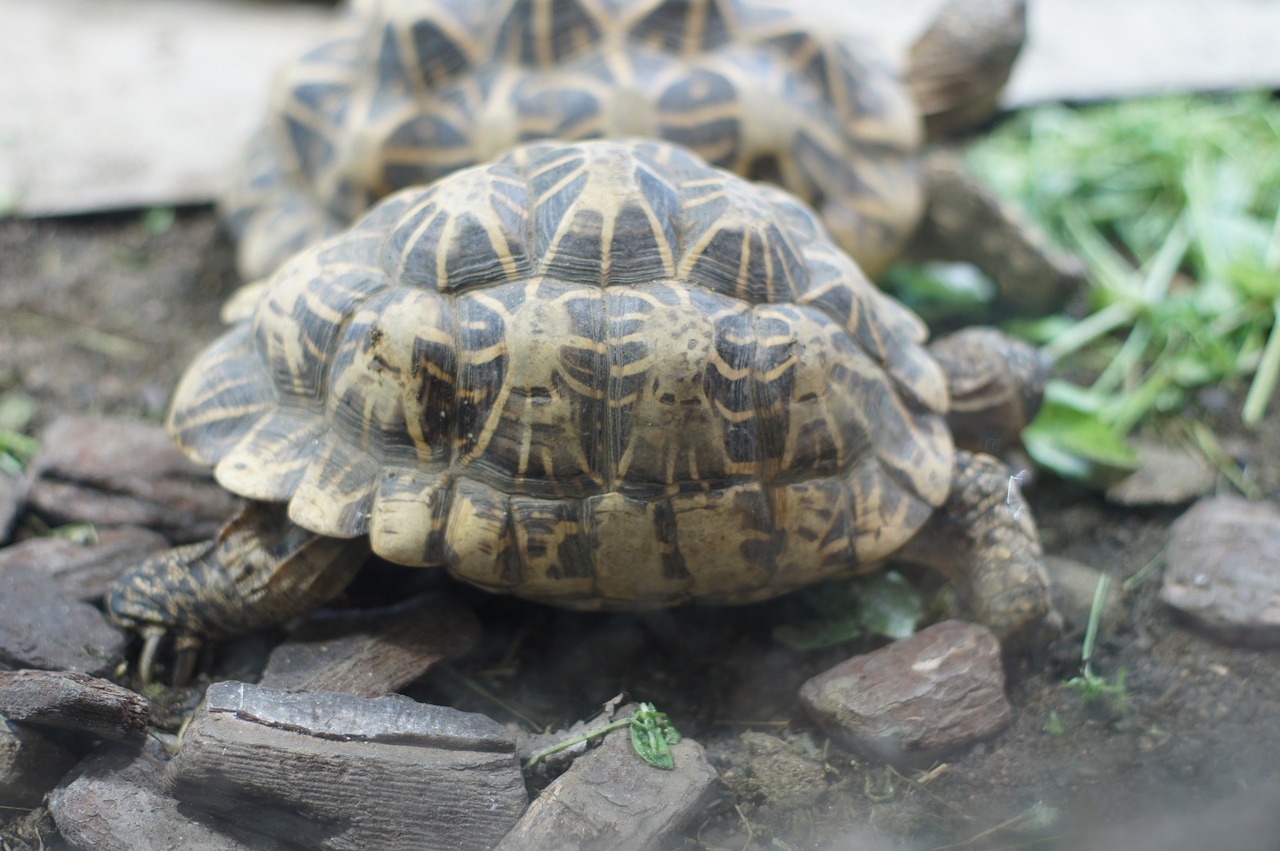 Vėžlys, Dėl, Nemokamos Nuotraukos,  Nemokama Licenzija