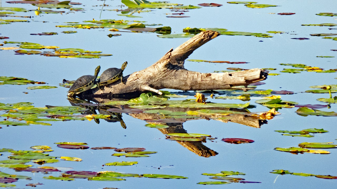 Vėžlys, Ežeras, Gamta, Vanduo, Tvenkinys, Laukinė Gamta, Gyvūnas, Florida, Laukiniai, Vasara