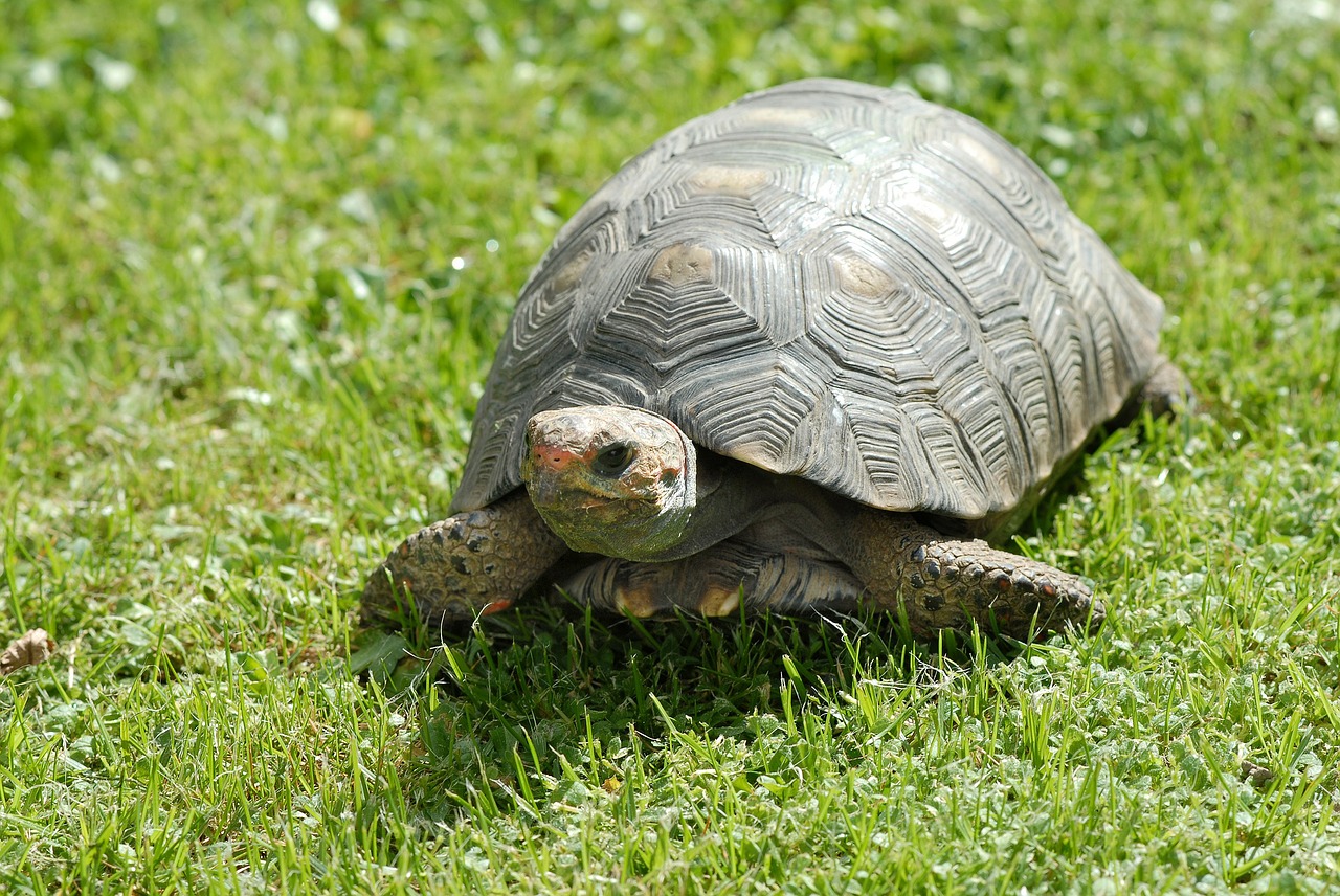 Vėžlys, Vėžlys, Ropliai, Gyvūnas, Laukinė Gamta, Laukiniai, Zoologija, Rūšis, Dykuma, Aplinka