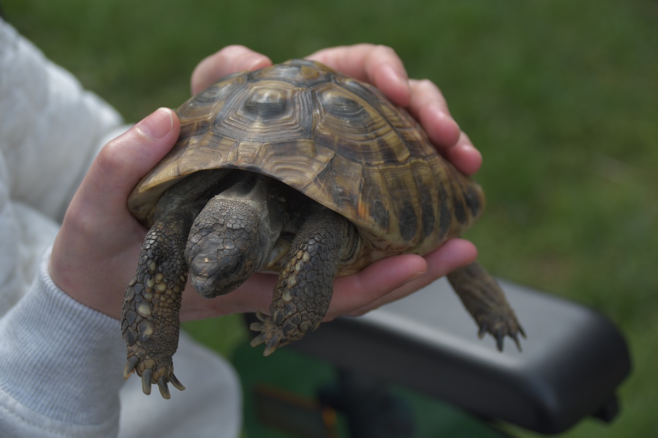 Vėžlys, Gyvūnai, Vėžlys, Ropliai, Gamta, Panzer, Vėžlys, Nemokamos Nuotraukos,  Nemokama Licenzija