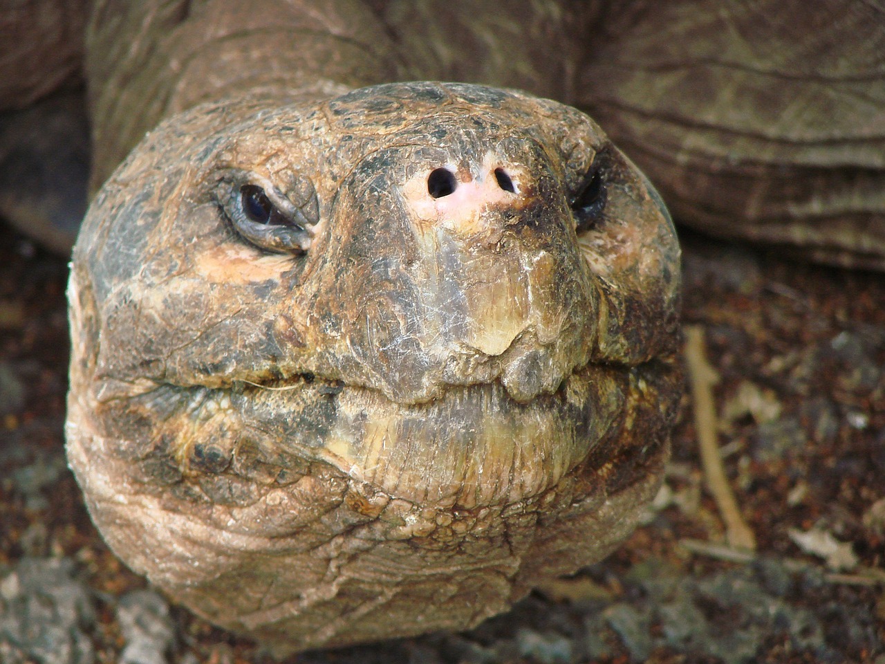 Vėžlys, Vėžlys, Milžinas, Senas, Galva, Galapagų Salos, Ecuador, Gyvūnas, Ropliai, Nemokamos Nuotraukos