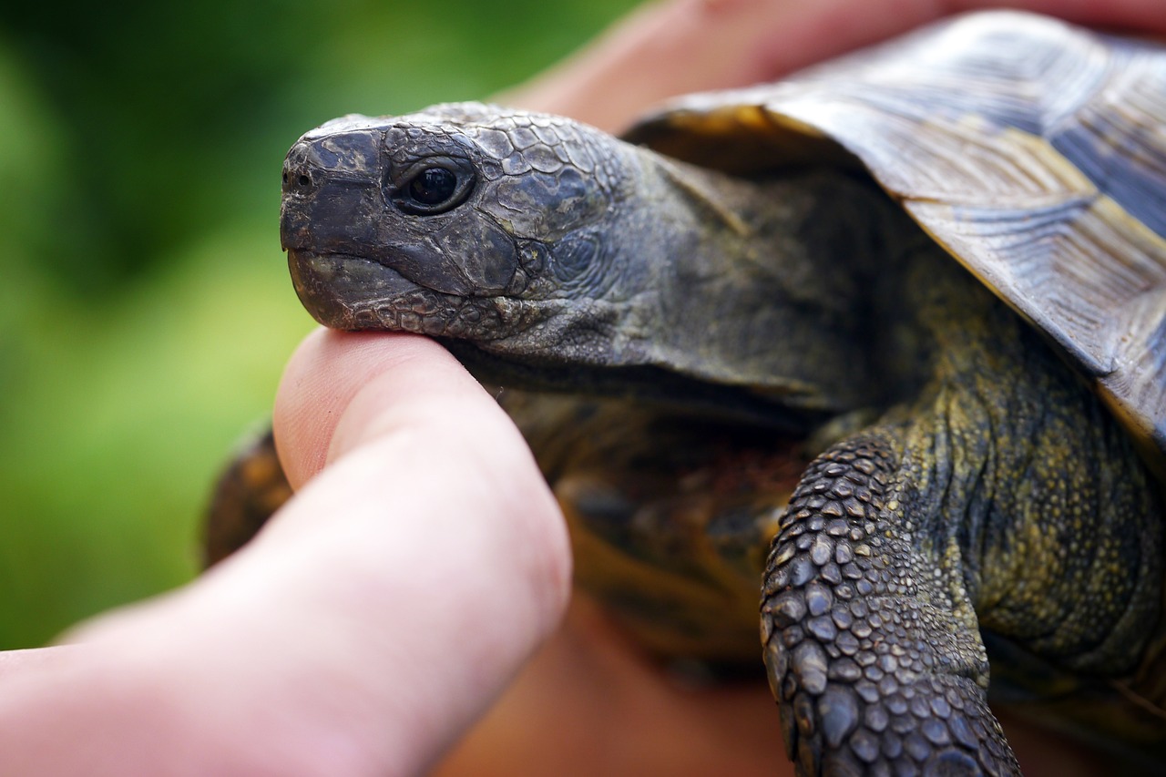 Vėžlys, Ranka, Vėžlys, Gyvūnas, Šarvuotos, Galva, Lėtai, Draugystė, Nemokamos Nuotraukos,  Nemokama Licenzija