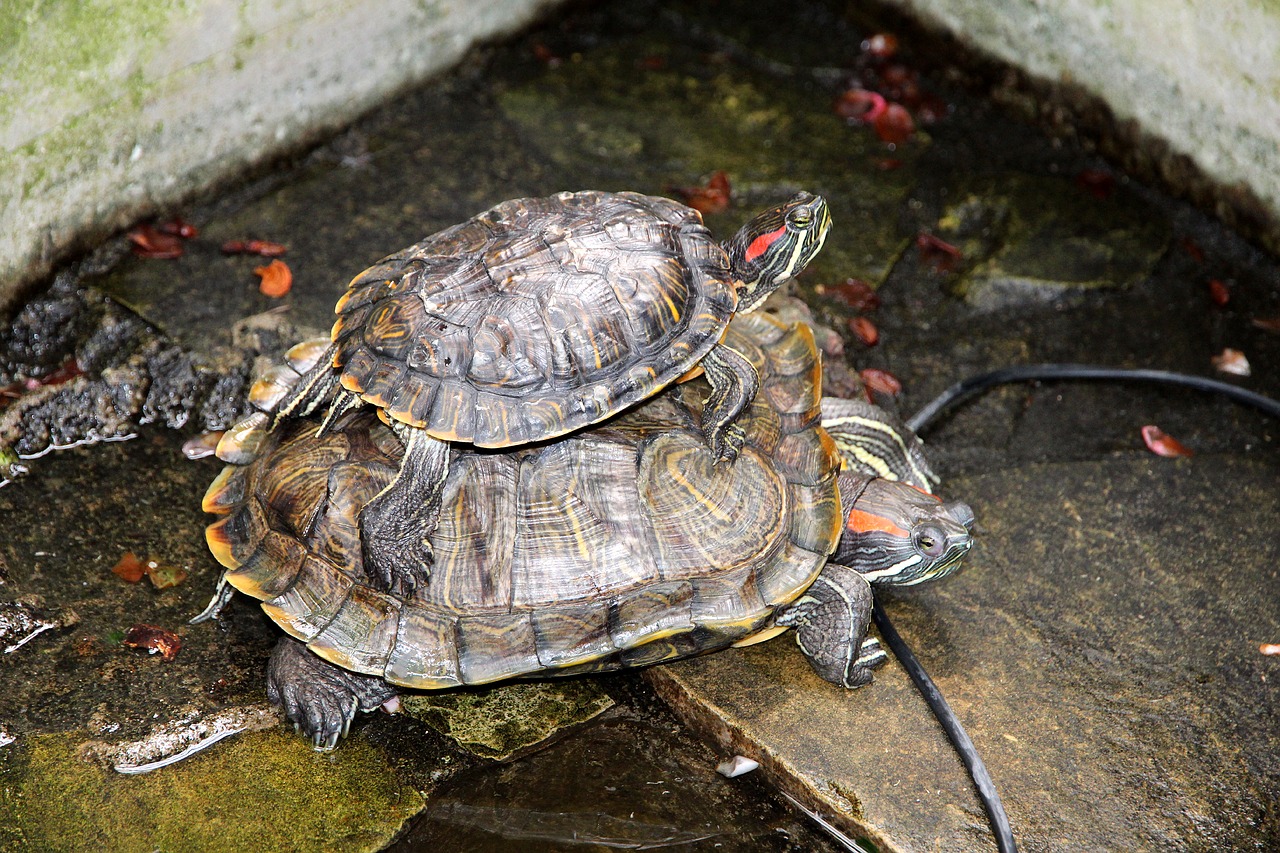 Vėžlys,  Trachemys Scripta,  Raudonas-Ausų Terrapins,  Pobūdį,  Gyvūnai,  Apvalkalas,  Gyvosios Gamtos,  Niekas,  Ropliai,  Roplius