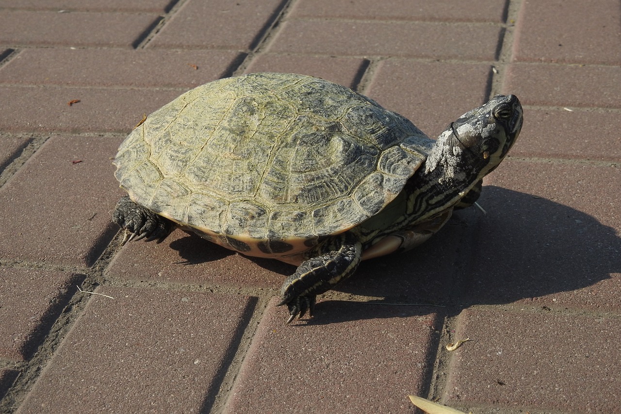 Vėžlys,  Apvalkalas,  Pobūdį,  Gyvūnas,  Ropliai,  Šarvai,  Galvos, Nemokamos Nuotraukos,  Nemokama Licenzija