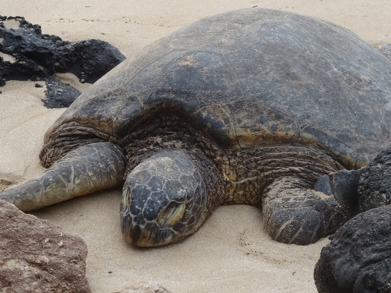 Vėžlys, Meeresbewohner, Gyvūnas, Jūros Gyvūnai, Atogrąžų, Jūra, Honu, Didžioji Islandija, Hawaii, Nemokamos Nuotraukos