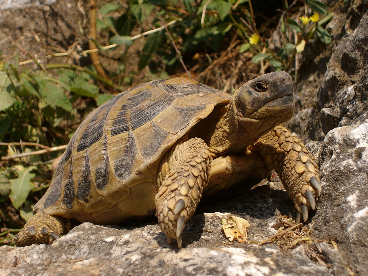 Vėžlys, Akmenys, Gamta, Gyvūnas, Ropliai, Nemokamos Nuotraukos,  Nemokama Licenzija