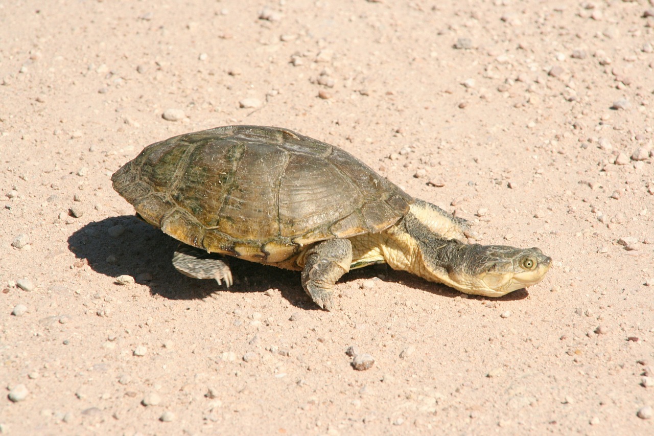 Vėžlys, Namibija, Dykuma, Afrika, Gyvūnas, Laukiniai, Nemokamos Nuotraukos,  Nemokama Licenzija