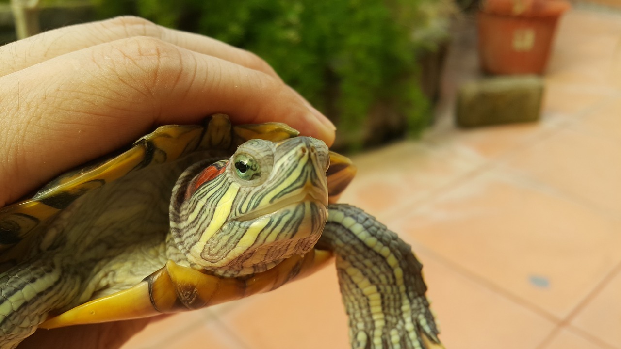 Vėžlys, Raudonas Ausų Slankiklis, Žalias, Vėžlys, Nemokamos Nuotraukos,  Nemokama Licenzija