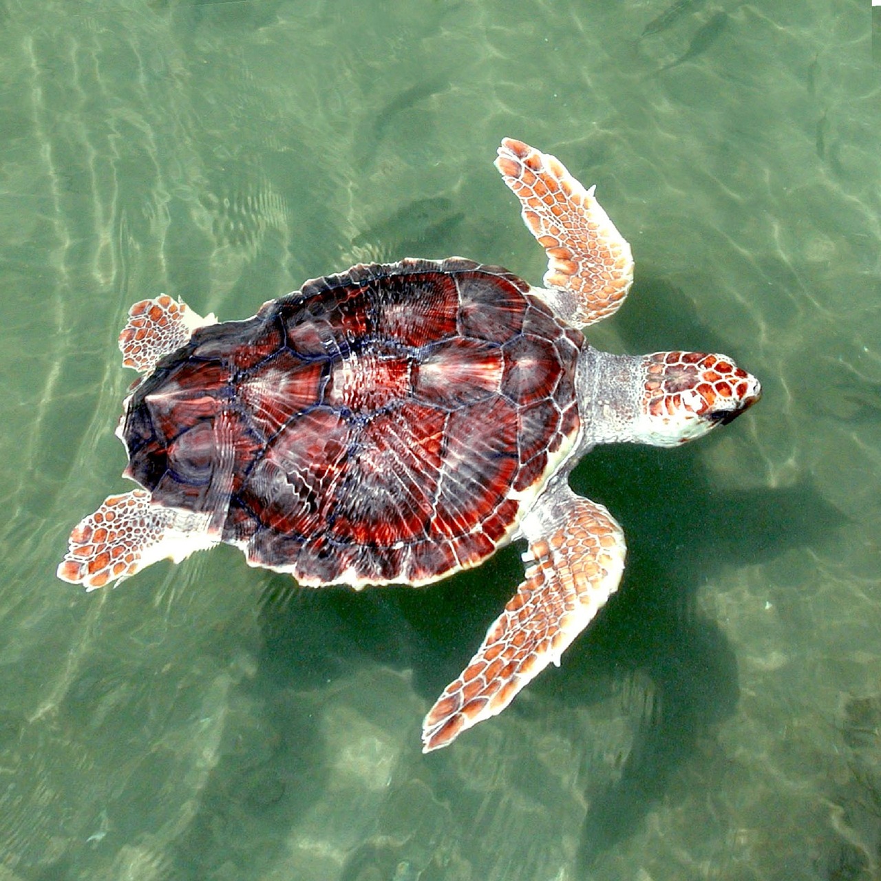 Vėžlys, Jūra, Loggerhead, Ropliai, Maudytis, Jaunas, Nepilnametis, Gamta, Laukinė Gamta, Vandenynas