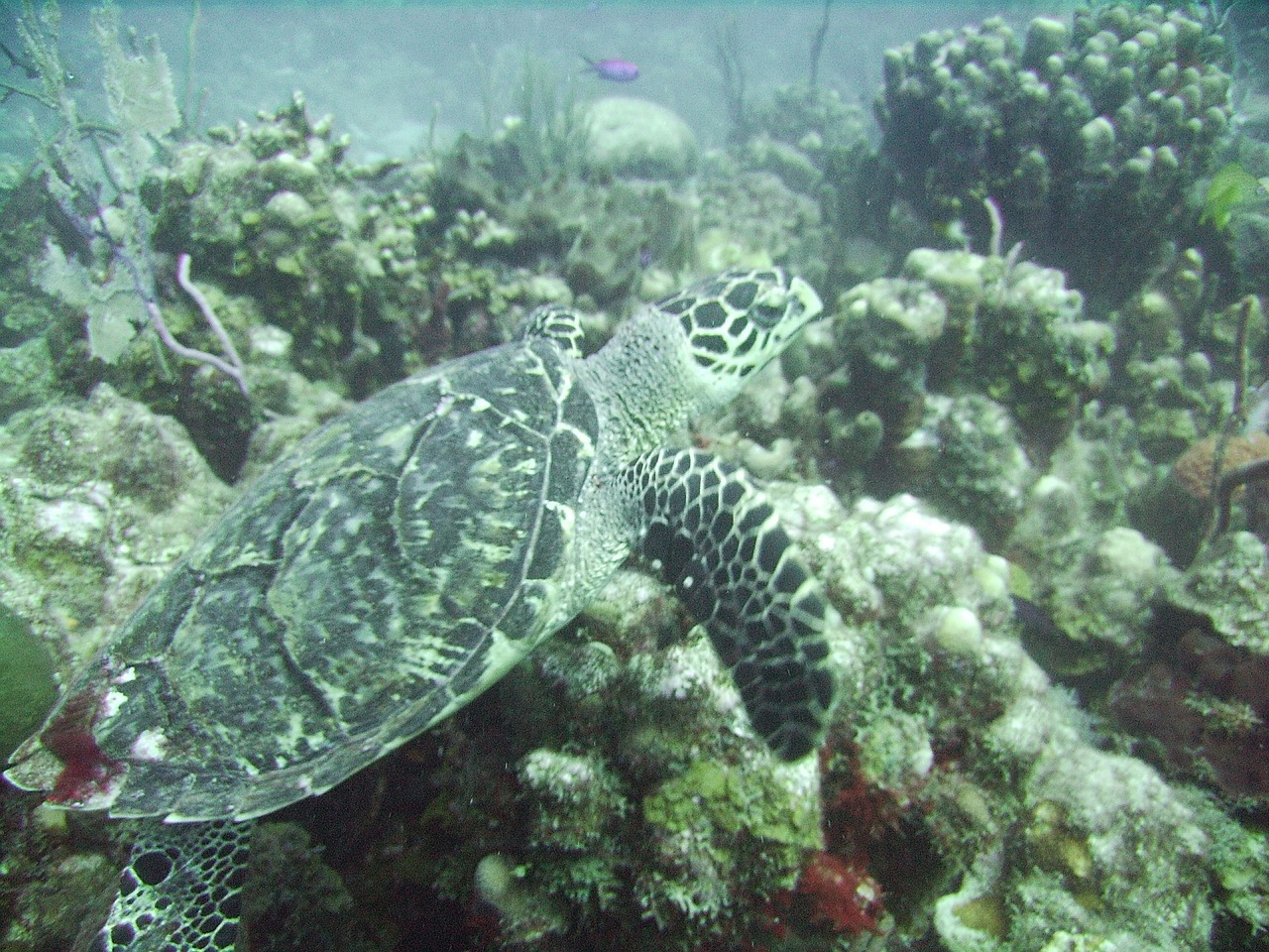 Vėžlys, Jūra, Hawksbill, Ropliai, Maudytis, Gamta, Laukinė Gamta, Vandenynas, Vanduo, Laukiniai