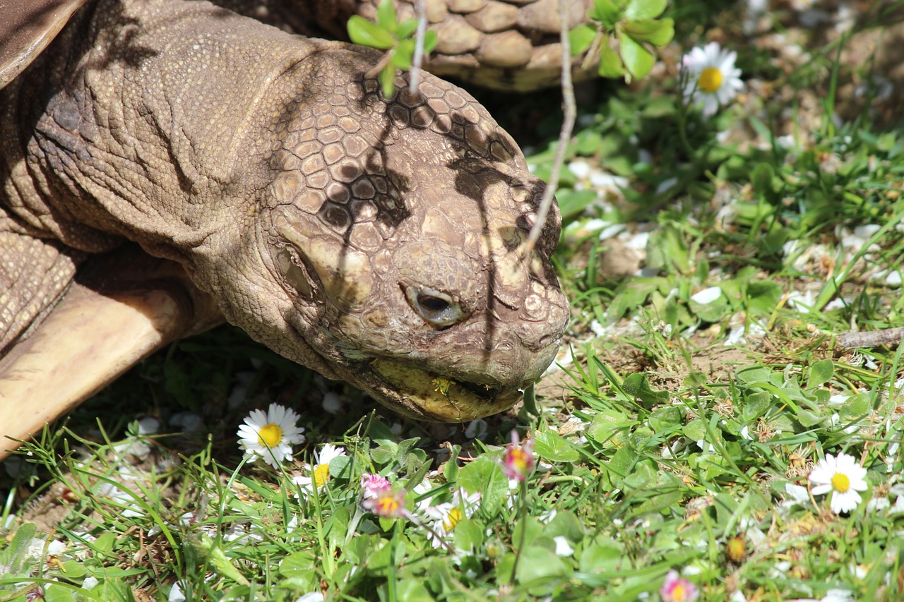 Vėžlys,  Vėžlys,  Ropliai,  Gyvūnas,  Milžinišką Vėžlį,  Zoologijos Sode, Nemokamos Nuotraukos,  Nemokama Licenzija