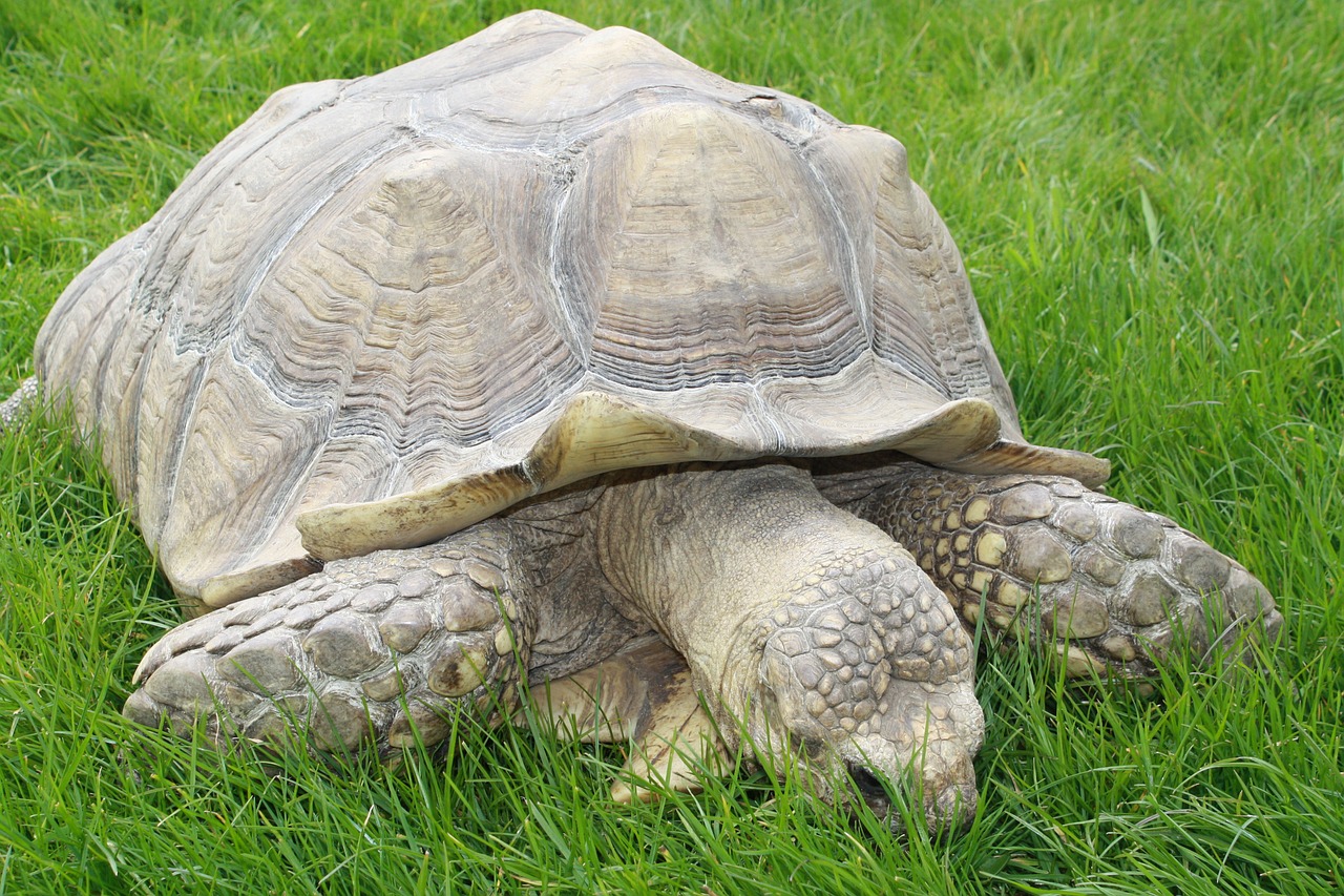 Vėžlys,  Gamta,  Laukinė Gamta,  Zoologijos Sodas,  Gyvūnai,  Milžinas, Nemokamos Nuotraukos,  Nemokama Licenzija