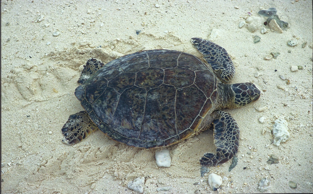 Vėžlys, Žalia Jūrų Vėžliai, Smėlis, Jūrų Vėžlys, Ropliai, Gamta, Laukinė Gamta, Papludimys, Lukštas, Amfibija