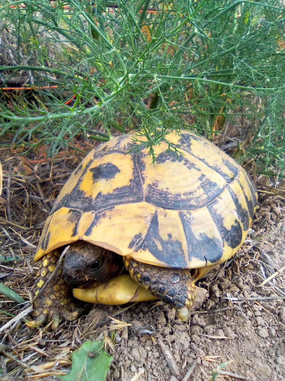 Vėžlys, Viduržemio Jūros Vėžlys, Montsant, Anksčiau, Zoologijos Sodas, Natūralus, Gyvūnas, Nemokamos Nuotraukos,  Nemokama Licenzija