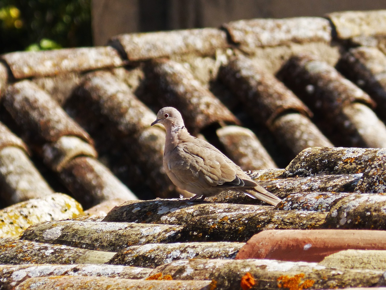 Turtledove, Stogas, Texas, Nemokamos Nuotraukos,  Nemokama Licenzija