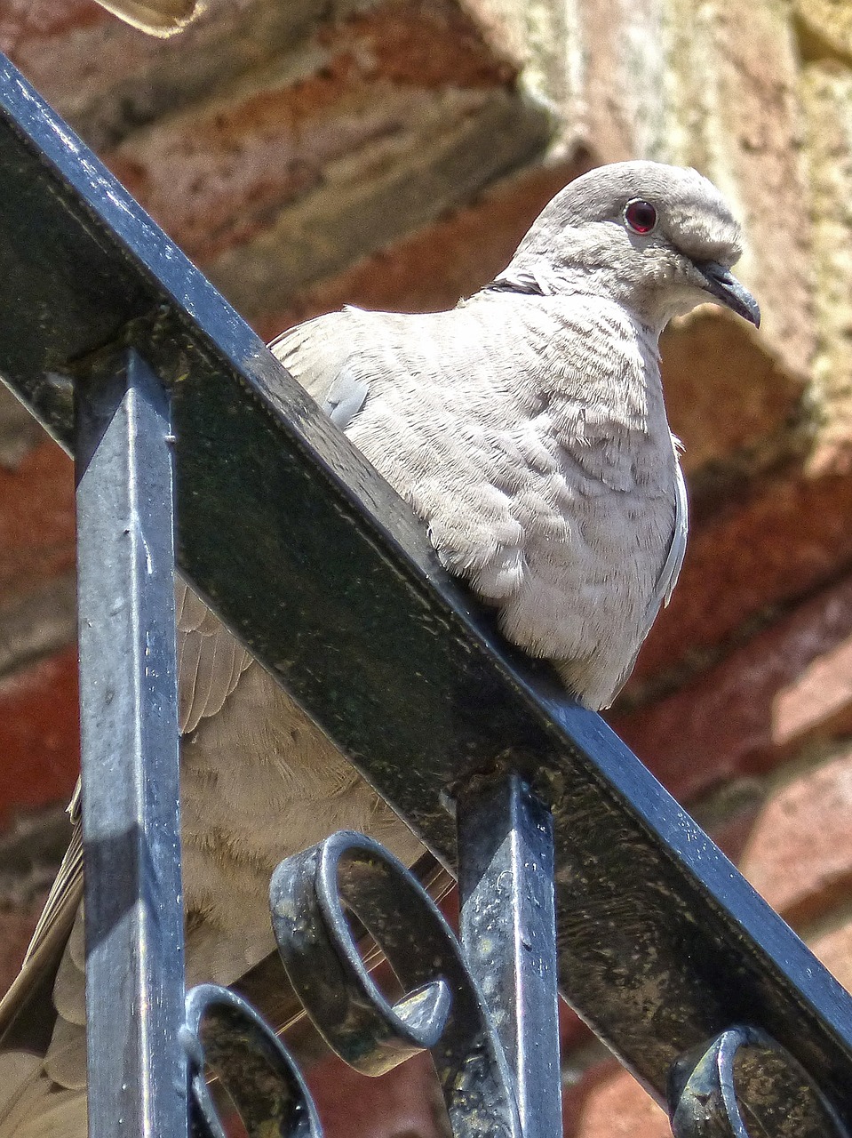 Turtledove, Ave, Balkonas, Paukštis, Nemokamos Nuotraukos,  Nemokama Licenzija