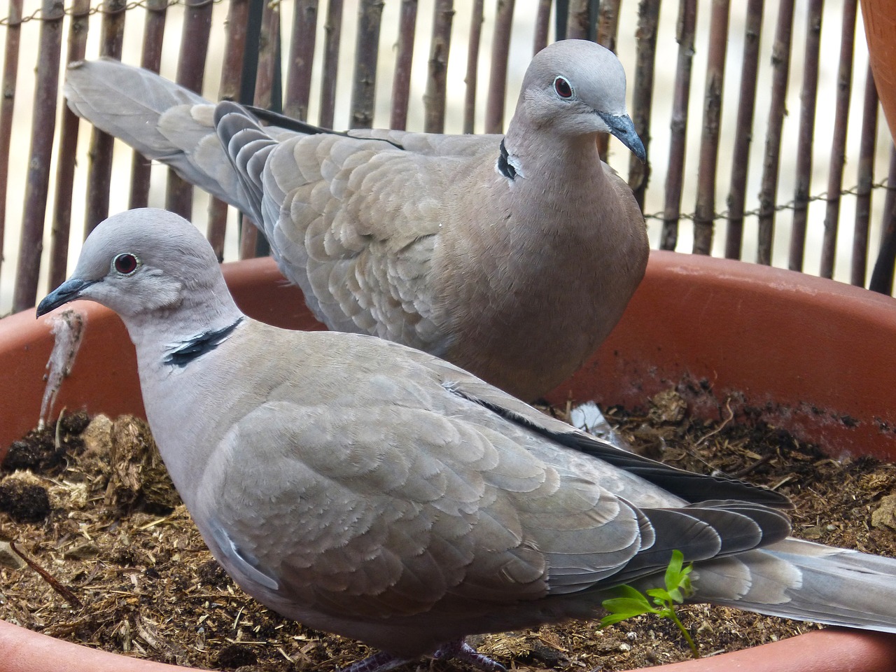 Turtledove, Balkonas, Ave, Paukštis, Išsamiai, Pora, Nemokamos Nuotraukos,  Nemokama Licenzija