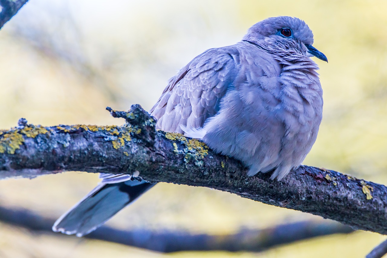 Turtledove, Ave, Paukštis, Gamta, Gyvūnas, Tortola, Fauna, Plunksnos, Sparnai, Natūralus