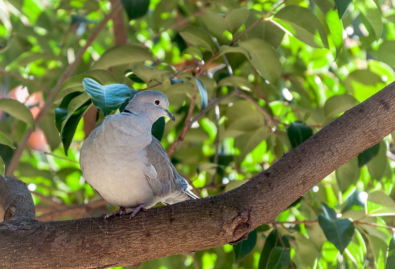 Turtledove, Eurazijos Raištelis, Ave, Paukštis, Gamta, Paloma, Gyvūnas, Streptopelia Decaocto, Sodai, Plunksnos