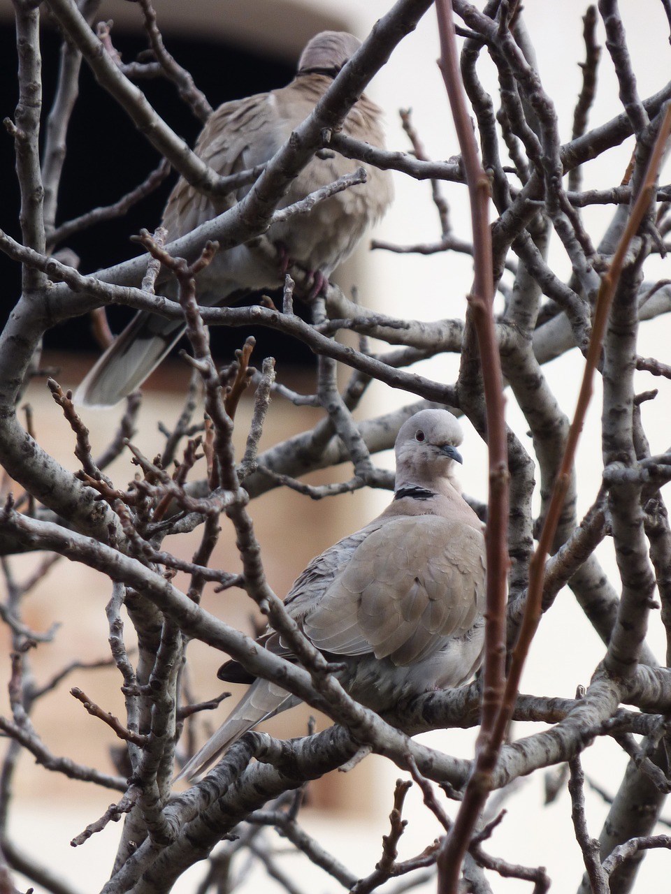 Turtledove, Paukštis, Pora, Filialai, Nemokamos Nuotraukos,  Nemokama Licenzija