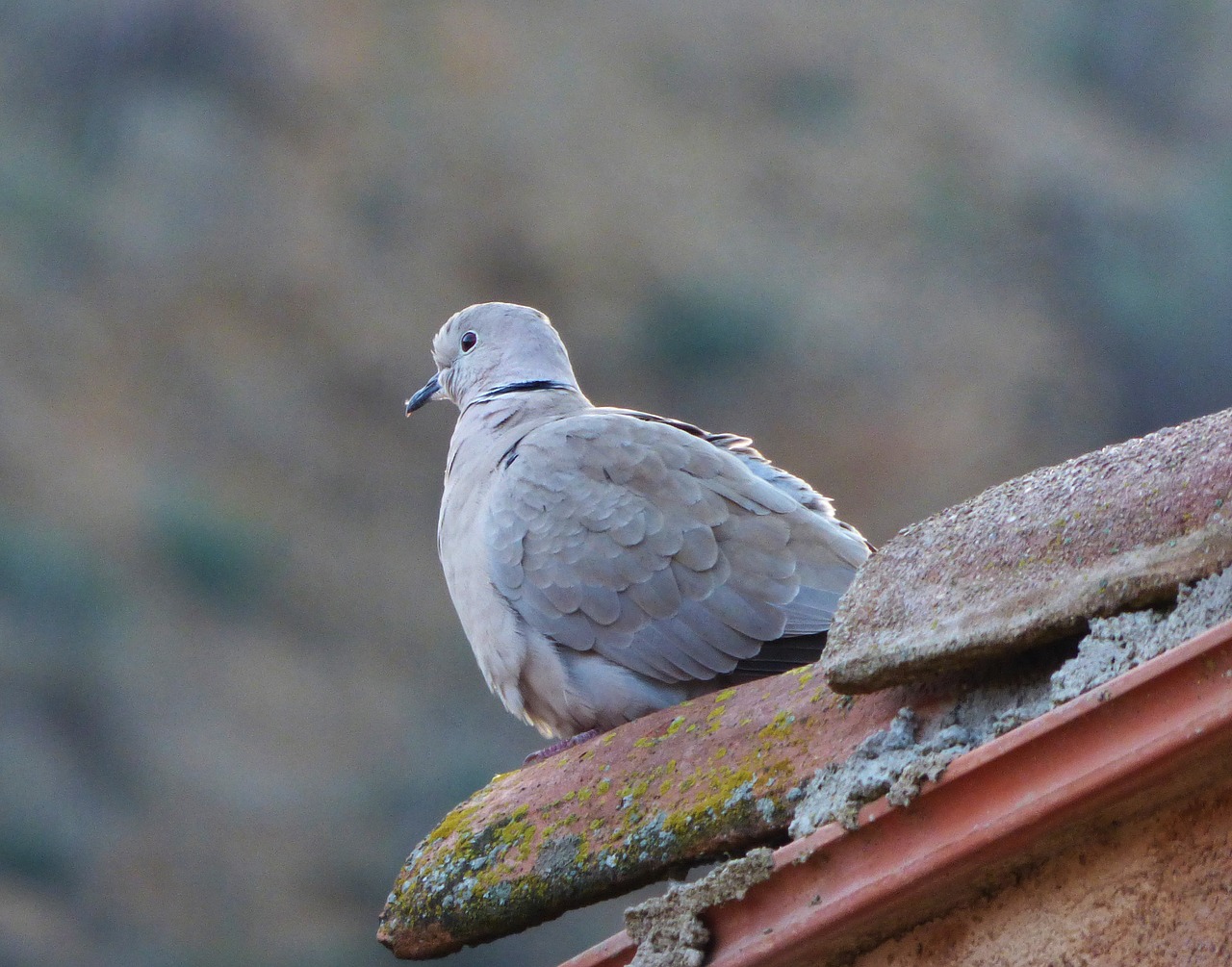 Turtledove, Eurazijos Raištelis, Saugokis, Stogas, Texas, Nemokamos Nuotraukos,  Nemokama Licenzija